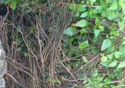 बिनायकमा किसानकालागी खरिद गरिएका बिरुवा जमिनमुनी पुरिएको भेट्टियो